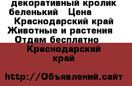 декоративный кролик беленький › Цена ­ 100 - Краснодарский край Животные и растения » Отдам бесплатно   . Краснодарский край